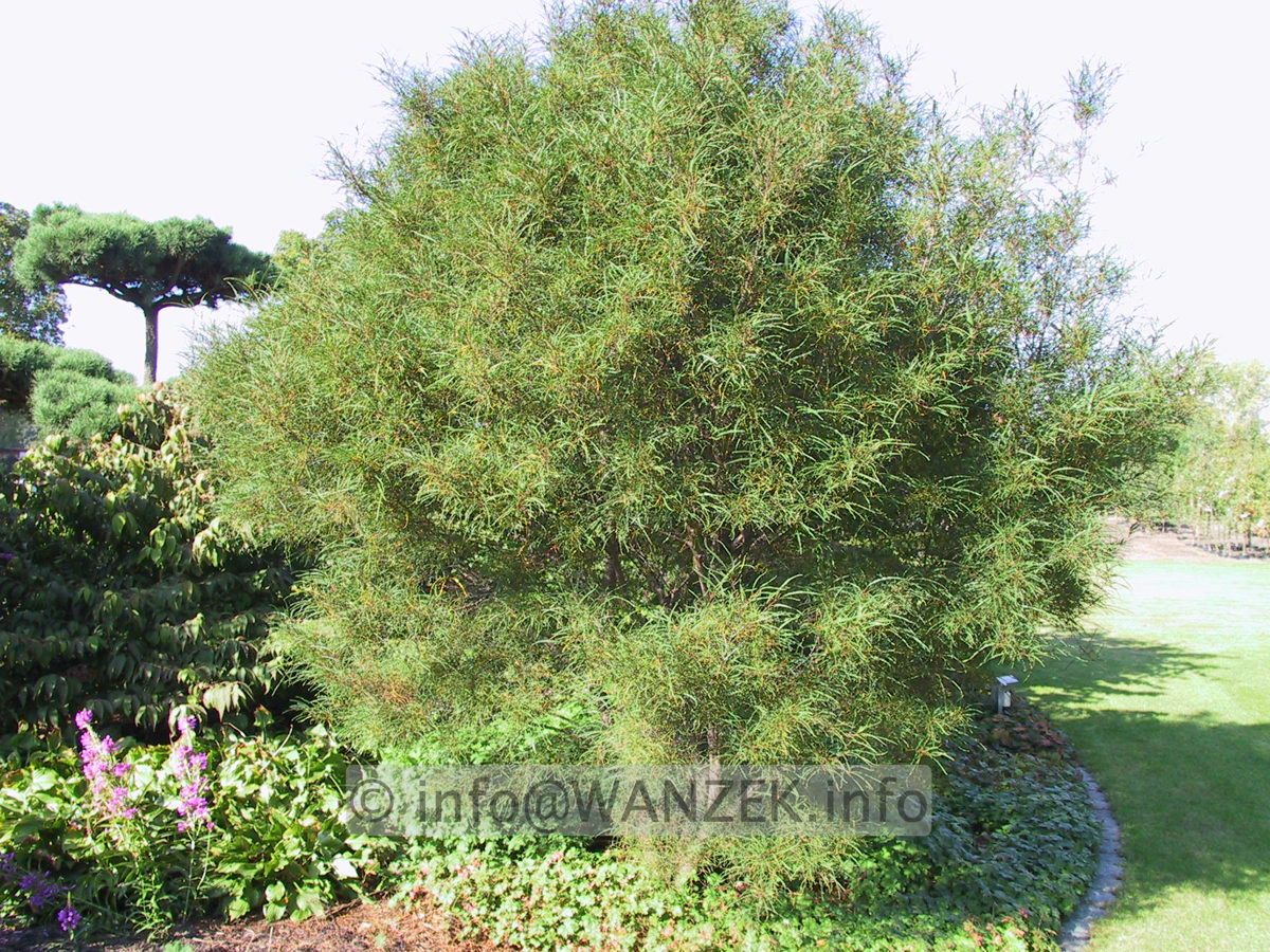 Rhamnus frangula Asplenifolia 01.JPG